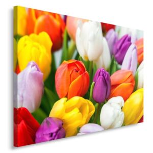 CARO Tablou pe pânză - Colorful Tulips 40x30 cm