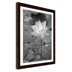 CARO Imagine în cadru - White Water Lily 30x40 cm Maro
