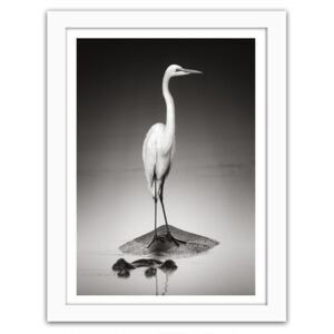 CARO Imagine în cadru - Heron On A Hippopotamus 30x40 cm