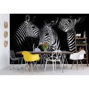Fototapet - Black And White Zebras Vliesová tapeta - 416x254 cm