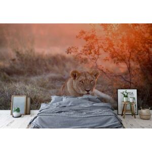 Fototapet - Sunset Lioness Vliesová tapeta - 416x290 cm