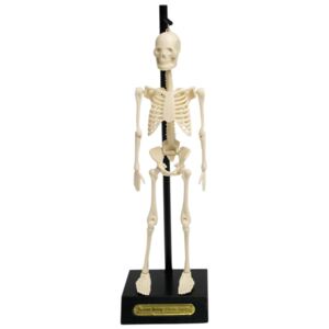 Mulaj schelet Rex London Anatomical