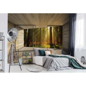 Fototapet GLIX - Sunrise Forest 3D + adeziv GRATUIT Tapet nețesute - 416x254 cm