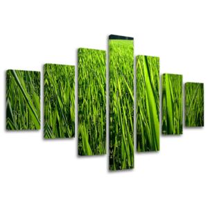 Tablouri canvas 7-piese PLANTE RA010E70 (tablouri moderne pe)