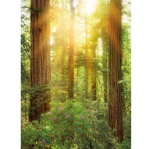 Fototapet Padure de Sequoia