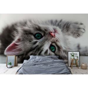 Fototapet GLIX - Cute Kitten + adeziv GRATUIT Papírová tapeta - 368x254 cm