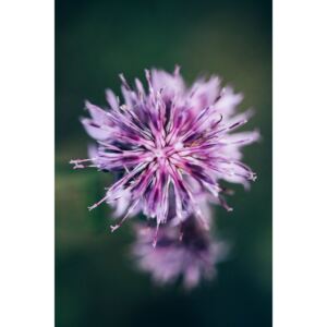Fotografii artistice Macro of lilac flower, Javier Pardina