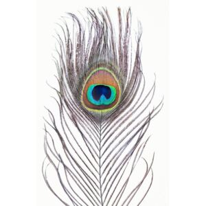 Fotografii artistice Peacock feather, Sisi & Seb