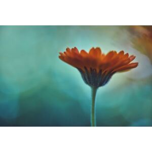 Fotografii artistice Orange flowers at dusk, Javier Pardina