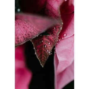 Fotografii artistice Beautiful detail of pink flowers, Javier Pardina