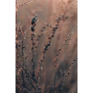 Fotografii artistice Plants and flowers at golden hour, Javier Pardina