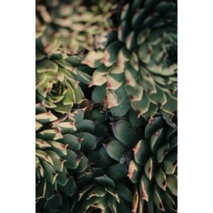 Fotografii artistice Garden cactus leaves, Javier Pardina