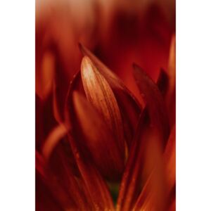 Fotografii artistice Abstract detail of red flowers, Javier Pardina