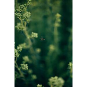 Fotografii artistice Wasp- on the plants, Javier Pardina