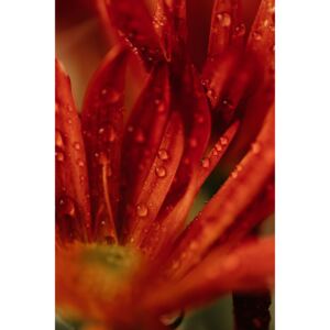 Fotografii artistice Detail of red flowers 2, Javier Pardina
