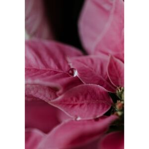 Fotografii artistice Macro pink flowers, Javier Pardina