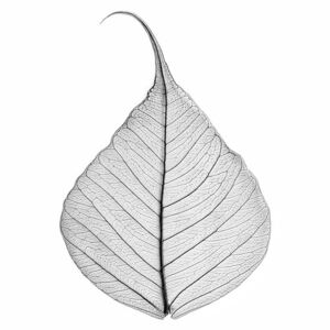 Fotografii artistice Skeleton leaf, Sisi & Seb