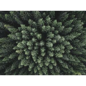 Fotografii artistice Moody forest from above, Christian Lindsten