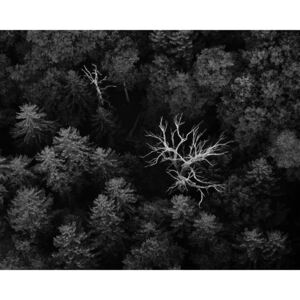Artă fotografică dead trees, Emil Licht