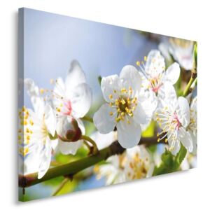 CARO Tablou pe pânză - Blossoming Branch 3 50x40 cm