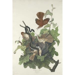 Ferruginous Thrush, 1831 Reproducere, John James (after) Audubon