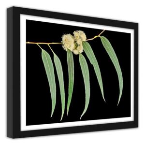 CARO Imagine în cadru - Eucalyptus Leaves 70x50 cm Negru