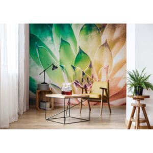 Fototapet - Aloe Plant Green And Orange Vliesová tapeta - 250x104 cm