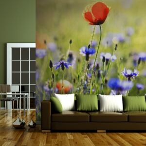 Fototapet - A meadow with a poppy among bluets 400x309 cm