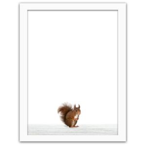 CARO Imagine în cadru - Squirrel 30x40 cm