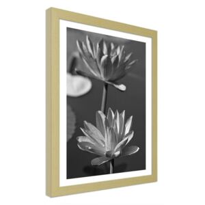 CARO Imagine în cadru - Two Water Lilies 50x70 cm Natural