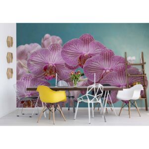 Fototapet - Orchid Elegance Vliesová tapeta - 416x290 cm