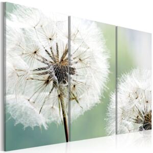 Tablou Bimago - Fluffy Dandelions 60x40 cm