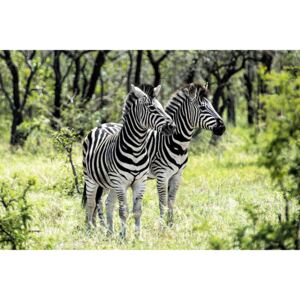 Fotografii artistice Two Burchell's Zebra, Philippe Hugonnard