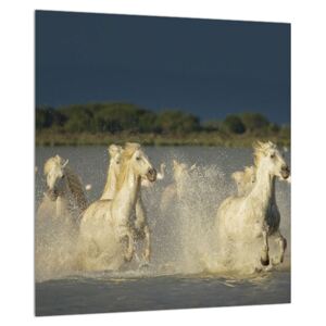 Tablou cu cai albi (Modern tablou, K012053K3030)