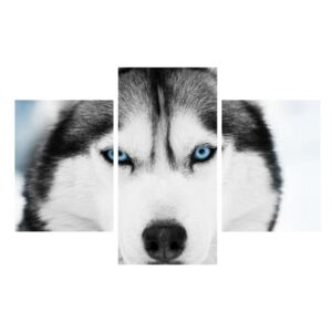 Tablou cu câine Husky (K011338K90603PCS)