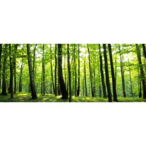 Buvu Fototapet: Pădure (2) - 104x250 cm