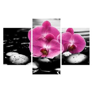 Tablou cu flori de orhidee (K011380K90603PCS)
