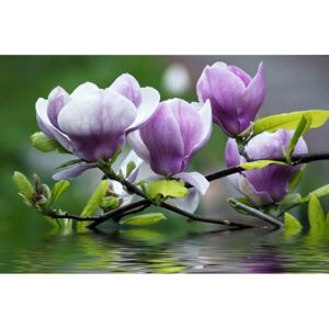 Buvu Fototapet: Magnolia - 184x254 cm