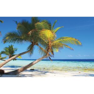 Buvu Fototapet: Plajă cu palmier - 184x254 cm