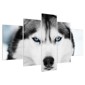 Tablou cu câine Husky (Modern tablou, K011338K150105)