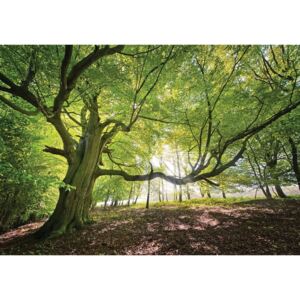 Buvu Fototapet vlies: Soarele în pădure (5) - 184x254 cm