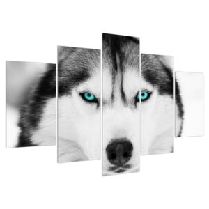 Tablou cu câine Husky (Modern tablou, K011339K150105)