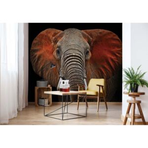 Fototapet - Elephant Vliesová tapeta - 254x184 cm
