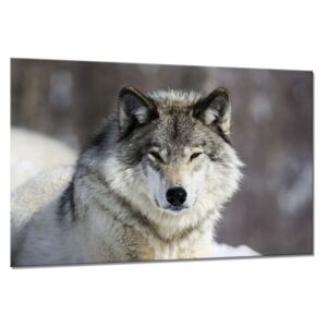 Tablou pe sticlă - Styler Wolf 120x80 cm