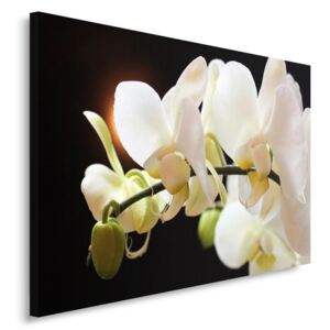 CARO Tablou pe pânză - Orchids 12 40x30 cm
