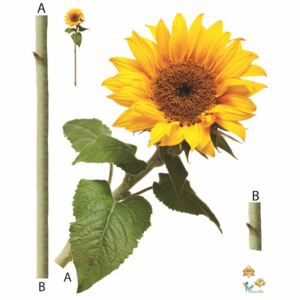 Sticker Floarea Soarelui - Sun flower - 60x80 cm