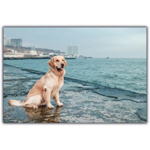 Tablou modern pe panou - beautiful golden retriever dog
