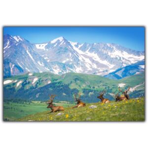 Tablou modern pe panou - north american elks