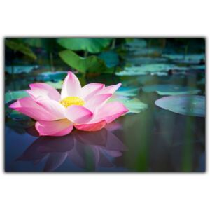 Tablou modern pe panou - pink lotus flower