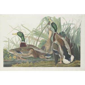 John James (after) Audubon - Mallard Duck, 1834 Reproducere